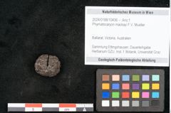 Foto (Objekt + Etikett) von Phymatocaryon mackayi F.V. Mueller (NHMW-GEO-2024-0188-10436)